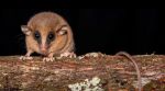 This new species of mouse opossum, called Marmosa chachapoya, has bright reddish fur and a long and delicate snout which distinguishes it from its closest relatives. (Image: X/ Hernan Cortes)
