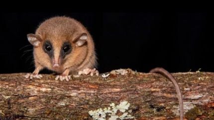 This new species of mouse opossum, called Marmosa chachapoya, has bright reddish fur and a long and delicate snout which distinguishes it from its closest relatives. (Image: X/ Hernan Cortes)