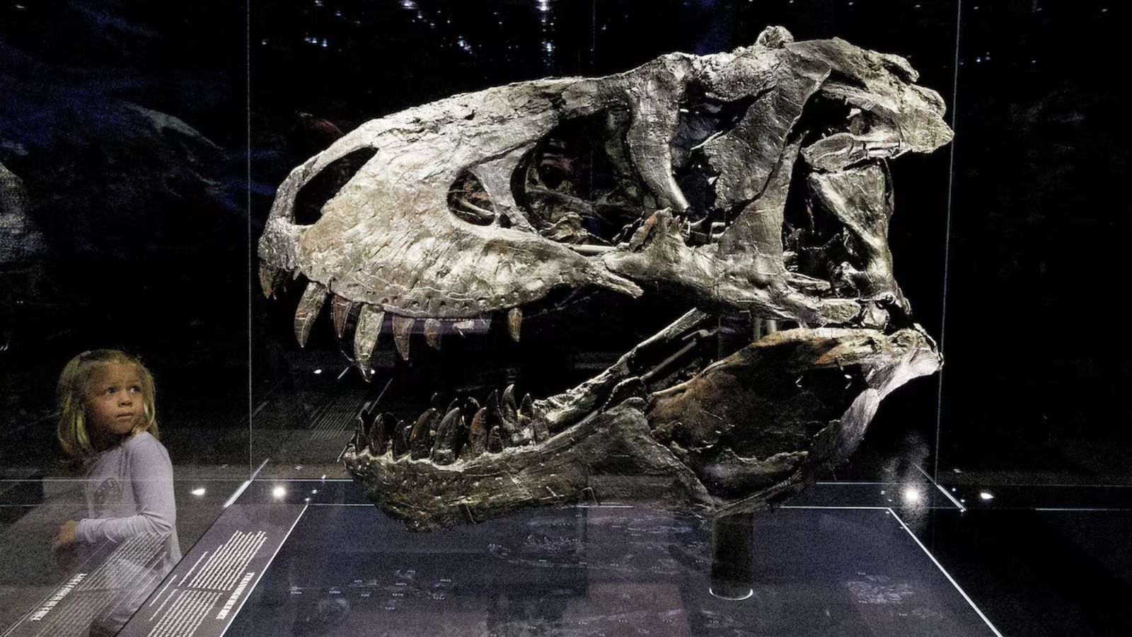 Tyrannosaurus rex did not reach full size until age 40, reveals study