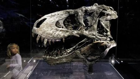 This study involved more Tyrannosaurus specimens - many ‌of them held at the Museum of the Rockies in Montana - than previous research into the life history of this species. (Image: Reuters)