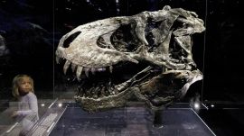 This study involved more Tyrannosaurus specimens - many ‌of them held at the Museum of the Rockies in Montana - than previous research into the life history of this species. (Image: Reuters)
