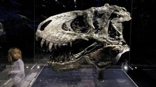 This study involved more Tyrannosaurus specimens - many ‌of them held at the Museum of the Rockies in Montana - than previous research into the life history of this species. (Image: Reuters)