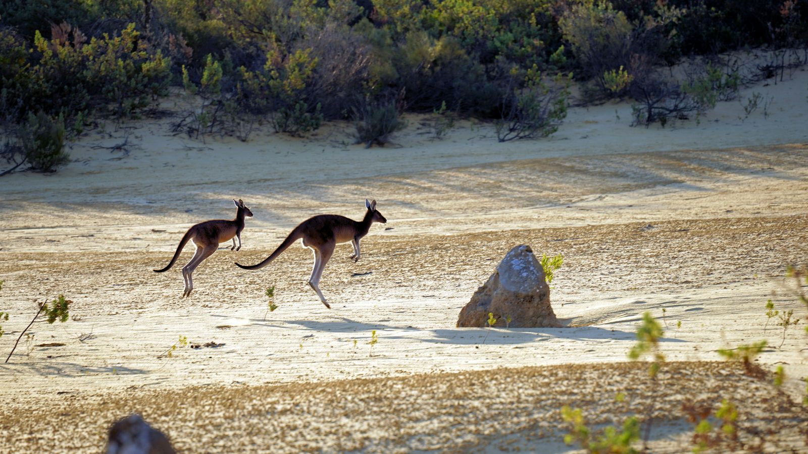 Too big to hop? New research revisits how prehistoric kangaroos moved