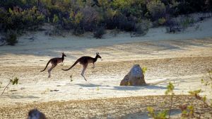 A key focus of the study was the fourth metatarsal, a long bone in the foot that is essential for hopping in modern kangaroos. (Image: Unsplash)
