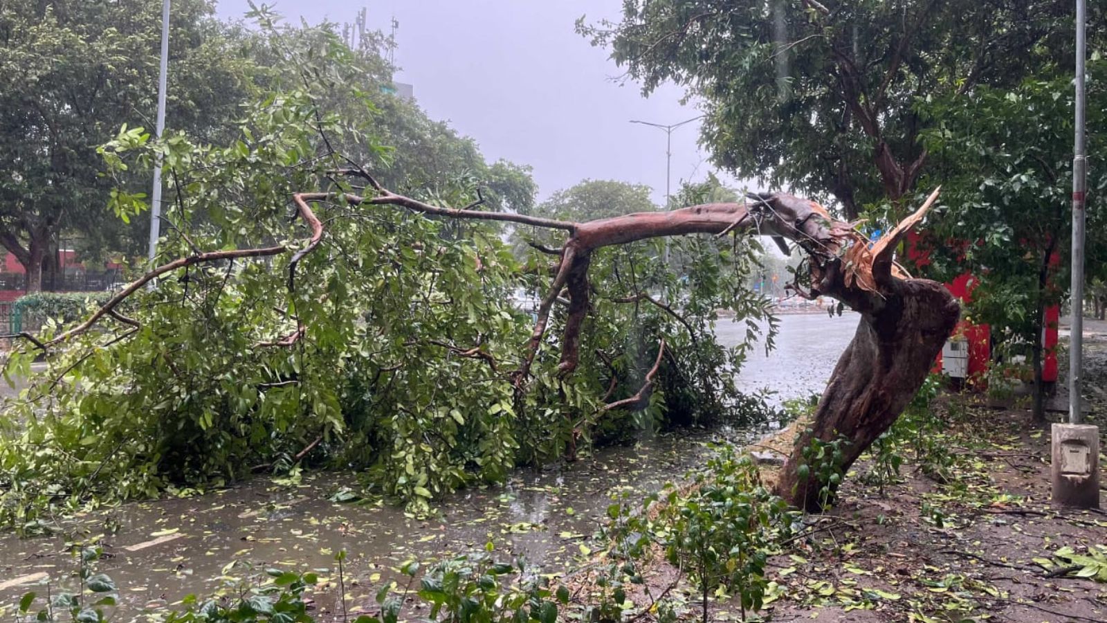 IMD Issues Red Alert as Thunderstorm Transforms Punjab, Haryana Rainfall Scenario