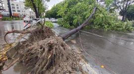 A massive tree fell during heavy rain and strong winds in Sector 61 (Phase 7), Mohali. Jasbir Malhi