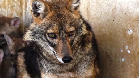 CCTV footage from key National Zoo enclosures missing during period of alleged killing of jackal inside bear enclosure, workers’ union claims