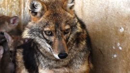 CCTV footage from key National Zoo enclosures missing during period of alleged killing of jackal inside bear enclosure, workers’ union claims