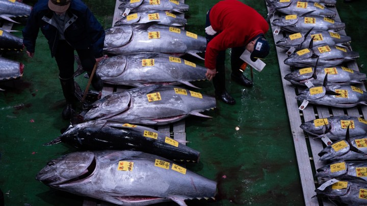 Japan’s bluefina tuna fish sells for record Rs 28 crore at Tokyo fish market 2 Japan Tuna Auction