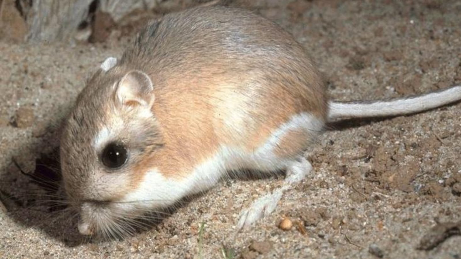 Some of the world’s cutest rat species that will melt your heart