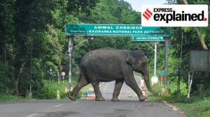 How the Kaziranga Elevated Corridor aims to curb animal deaths in the National Park