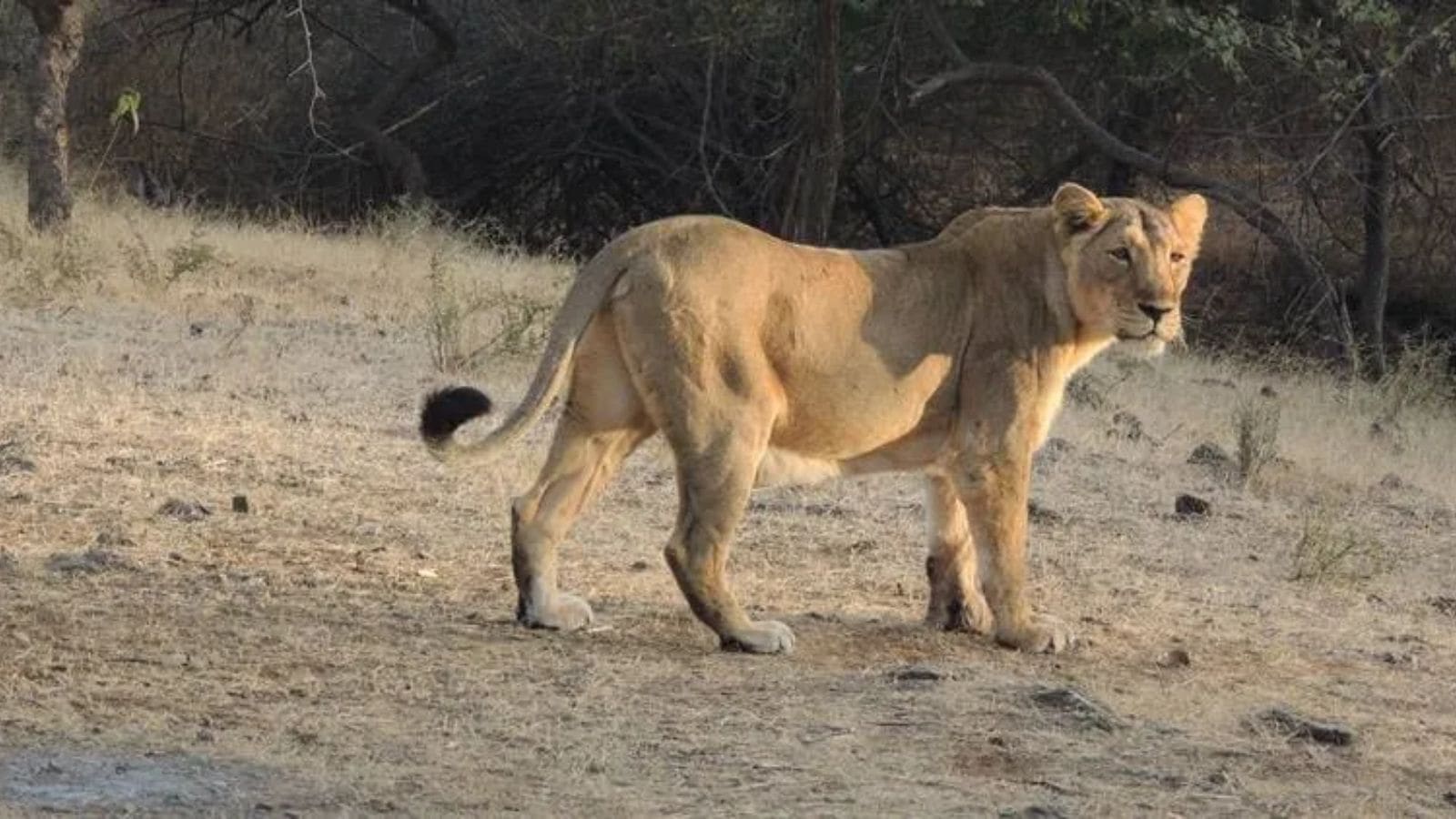 Forest tracker killed after misfired tranquilliser dart hits him during lioness rescue op in Gujarat’s Junagadh