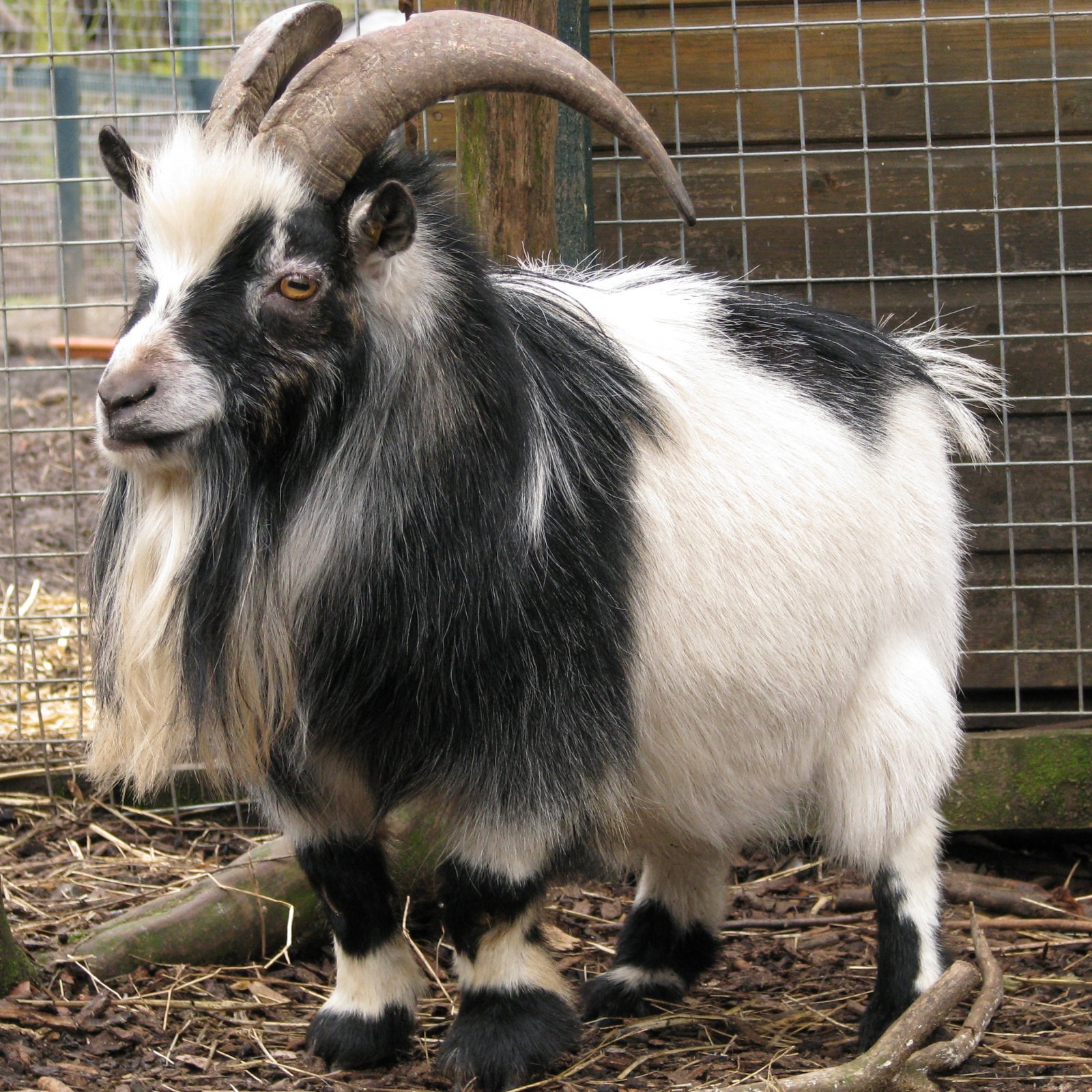 goat