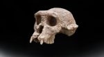 At the time, some researchers suggested the species could be the direct ancestor of modern humans, largely based on the position of the skull. (Image: Smithsonian)