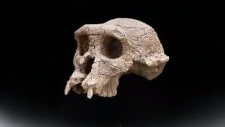 At the time, some researchers suggested the species could be the direct ancestor of modern humans, largely based on the position of the skull. (Image: Smithsonian)