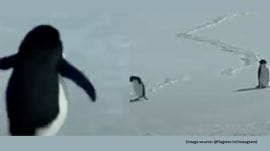 In the viral clip, Herzog is heard observing that all the penguins are moving toward the open water, except for one
