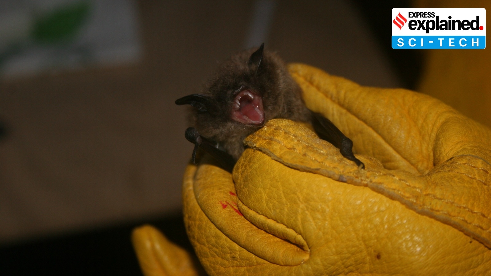 Why is a municipality in Denmark changing the colour of its streetlights to save bats?