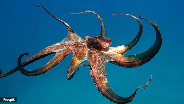 UPSC Essentials | Daily subject-wise quiz : Environment and Geography