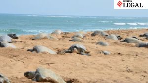 Saving Olive Ridleys: Kerala High Court says flood control can’t endanger ecology, turtle nesting