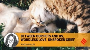 To love today is to grieve one day: On the dog’s eye view in ‘Good Boy’