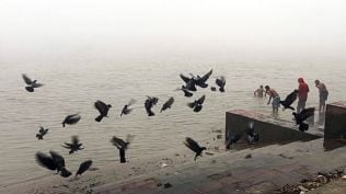 People take a dip in the Ganga river as a flock of pigeons fly at Ganga Ghat, in Kolkata on Tuesday. (ANI Photo)