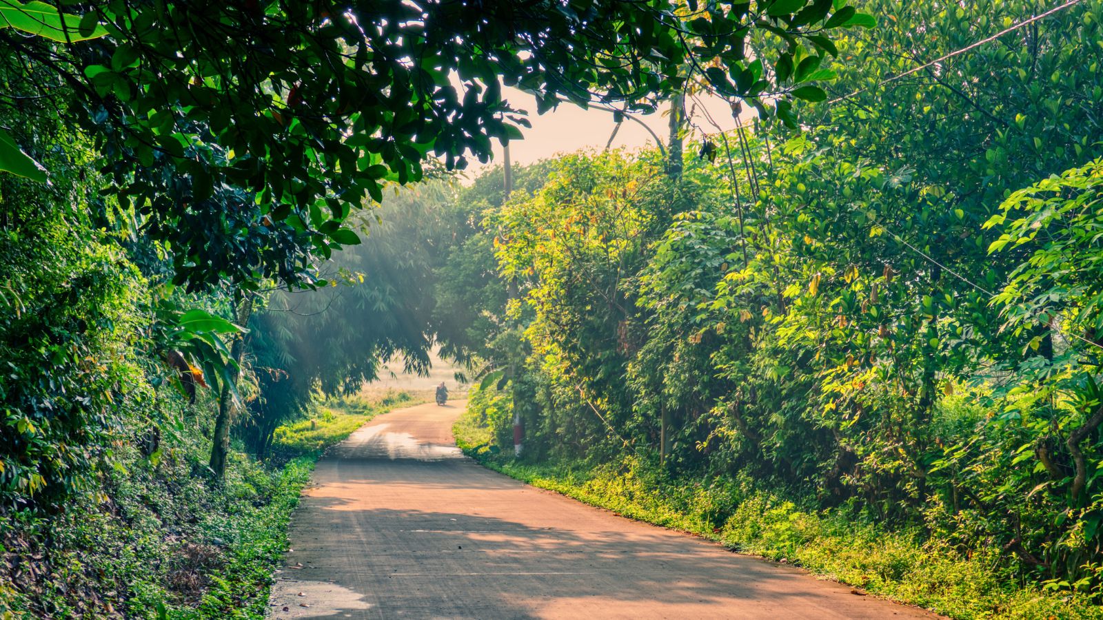 Centre Eases Forest Guidelines for Afforestation