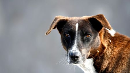 Saini questioned the functioning of both GMADA and the Corporation, stating that around one-and-a-half years ago, he had formally written to the Deputy Commissioner and later to the Chief Secretary Tejveer Singh, flagging the alarming rise in dog-bite cases.