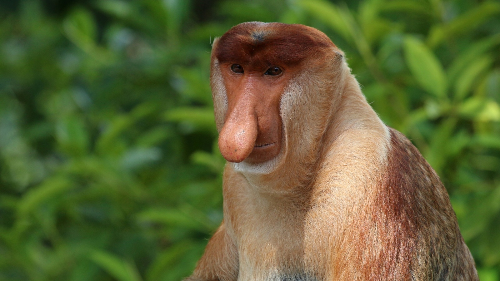 Six animals with the strangest noses on Earth