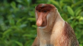 nose