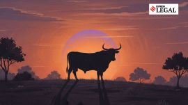 Punjab and Haryana High Court cow