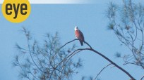 A Brahminy Kite -- raptor