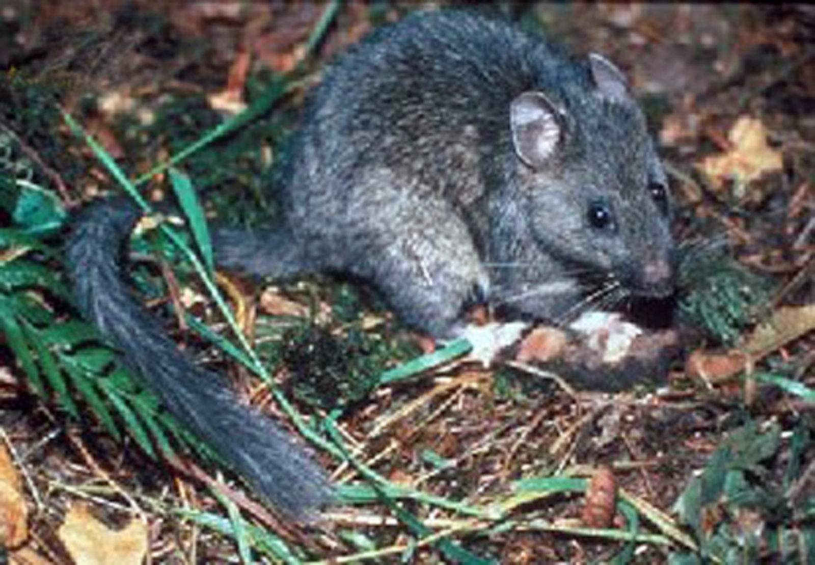 Bushy tailed North American woodrat