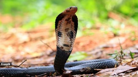 About 6.5 ml of cobra venom, valued at ₹5.85 crore, was seized, while police are searching for the Ahmedabad-based supplier.