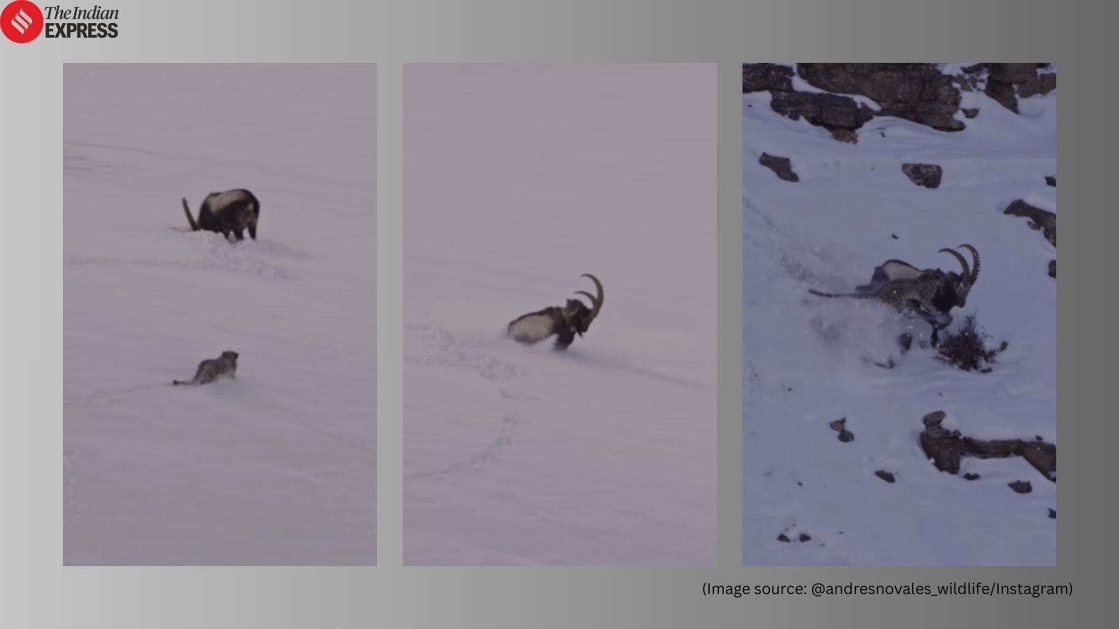 Snow leopard clings to ibex on Himachal’s icy cliffs; dramatic hunt leaves photographer ‘shaking’: ‘Best wildlife moment of my life’