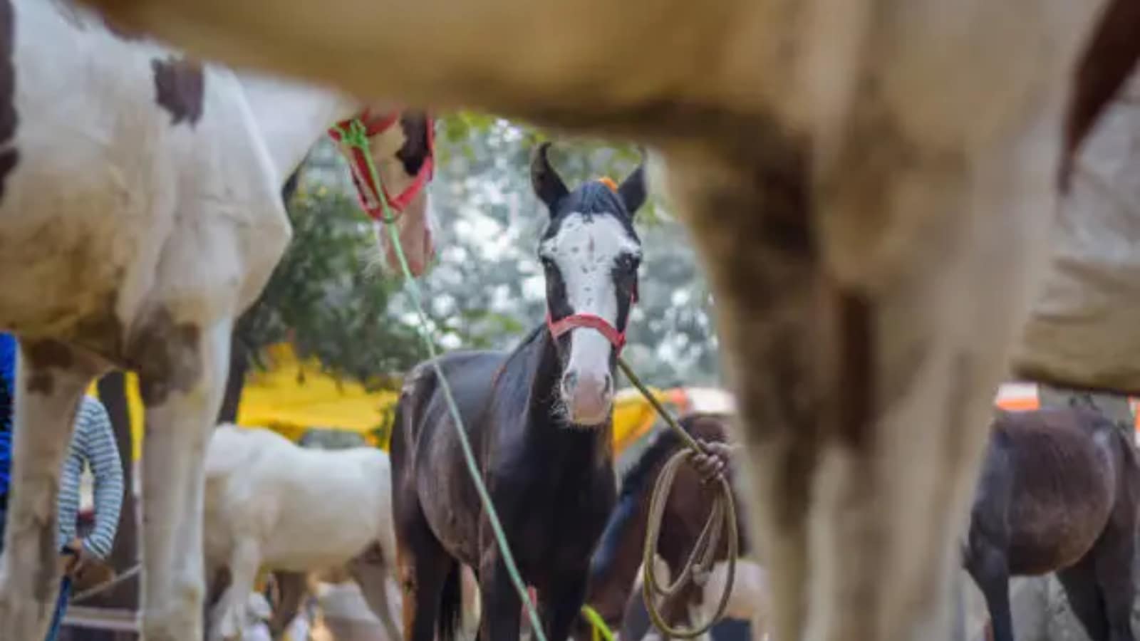 Top 6 animal fairs in India