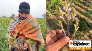 Farmer Kokchand Sahu holding an Orobanche weed plant from his mustard field in Haryana’s Sirsa district. (Image: Special arrangement)