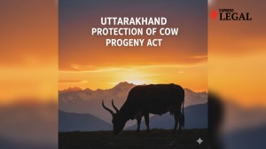 ‘Bail is the rule’: Why Uttarakhand High Court released 3 men accused under Cow Progeny Act