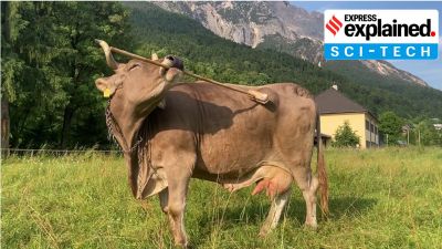 Why an Austrian cow scratching its back has scientists scratching their heads
