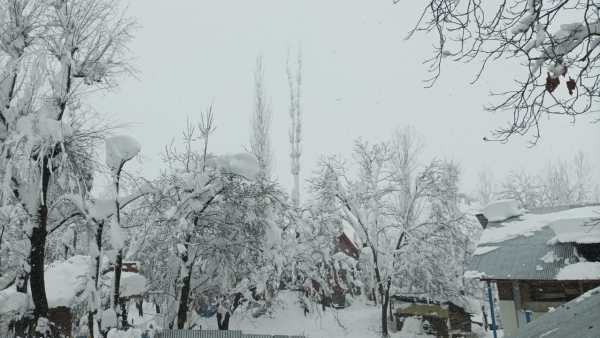 Visuals show trees blanketed in fresh layer of snow. (Express Photo by Mashkoorah Khan)