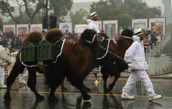 Camel Republic Day