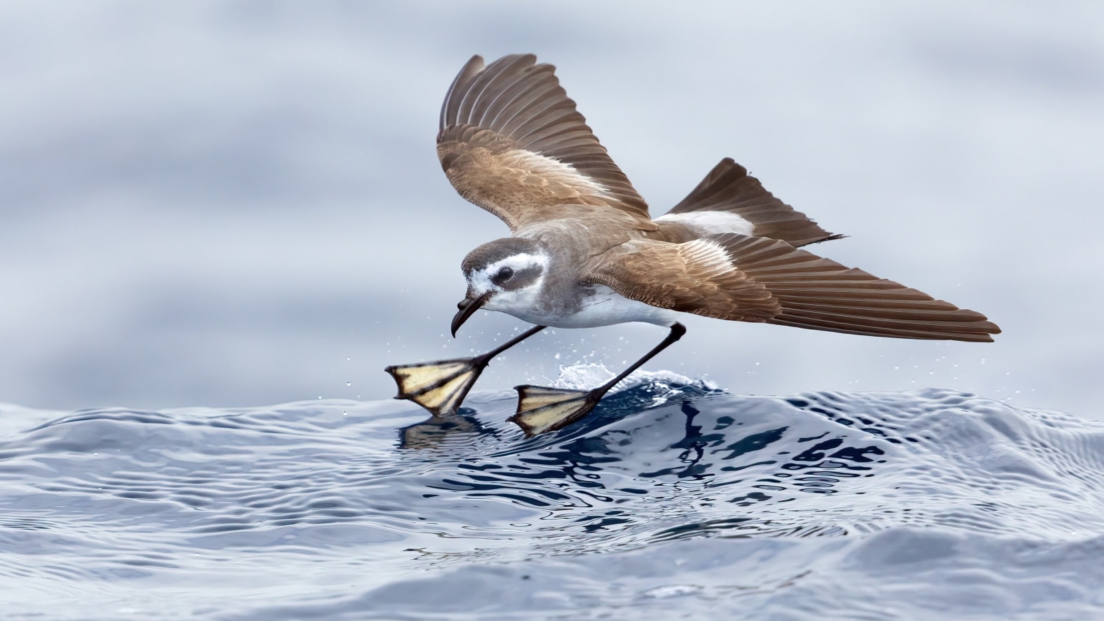 Wild animals that don’t sink | Pets-animals News