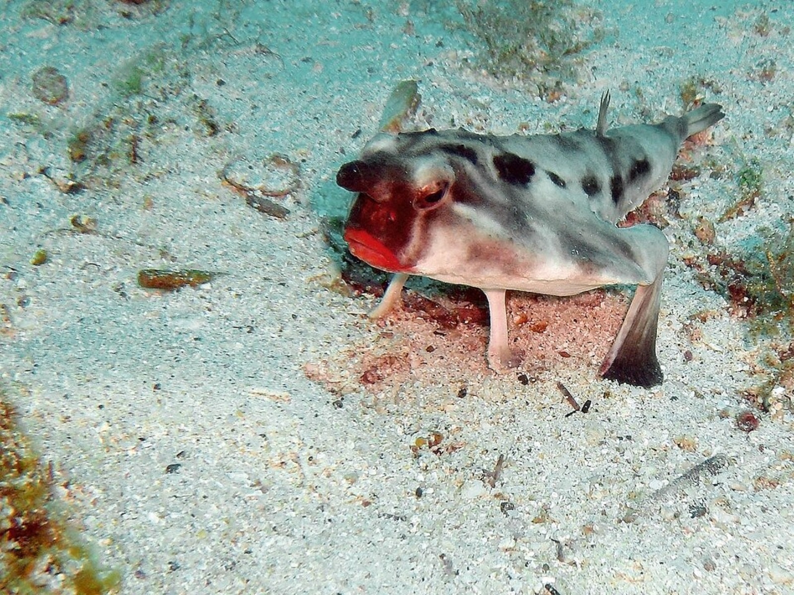 Red-lipped batfish 