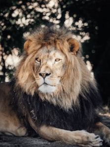 Animals that can survive harsh weather