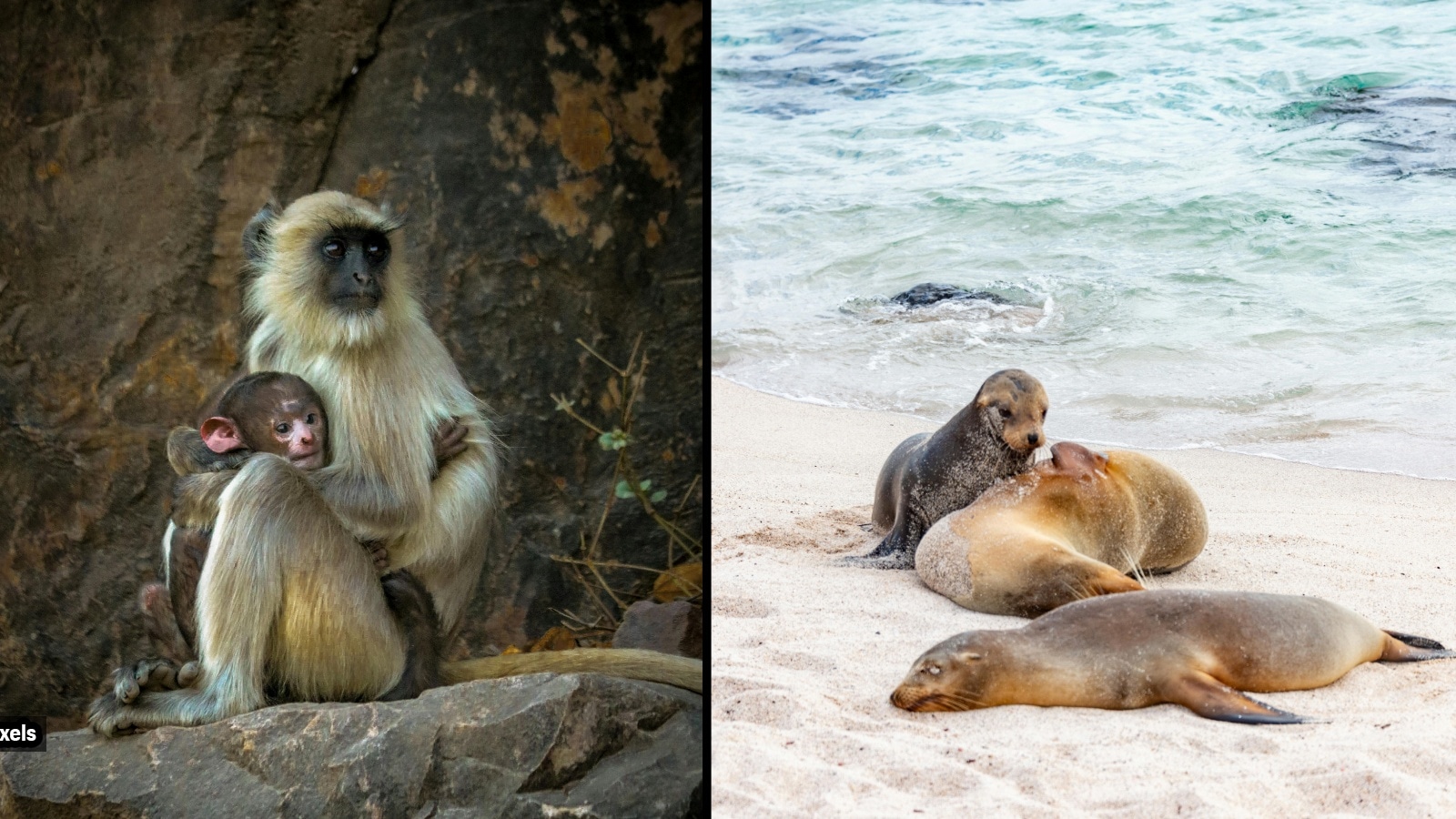 Five animal species known for kidnapping and abduction