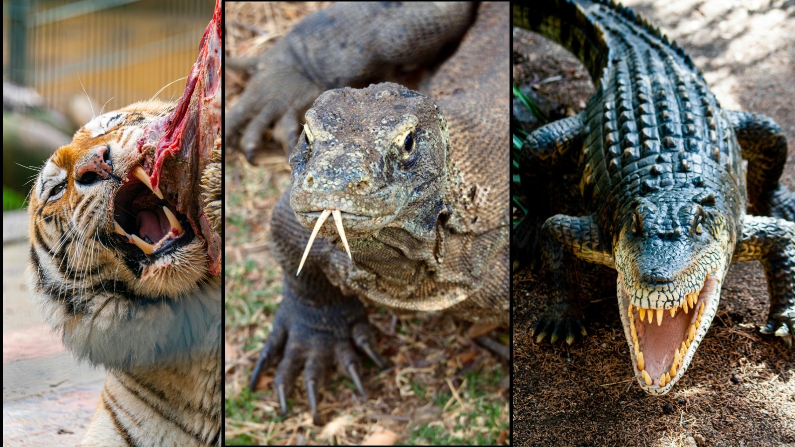 Joey doesn’t share food: Six wildlife versions of the Friends icon