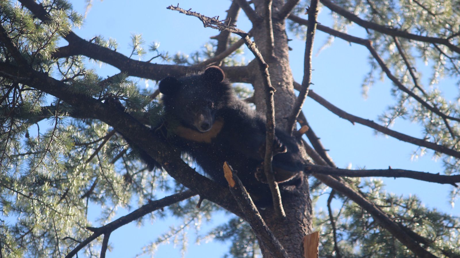 Meet Harry and Bruno, the Himalayan black bear cubs whose endearing antics are drawing visitors to Kufri zoo in Shimla