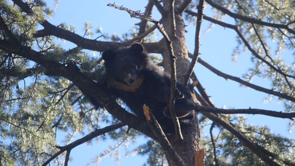 Meet Harry and Bruno, the Himalayan black bear cubs whose endearing antics  are drawing visitors to Kufri zoo in Shimla | Chandigarh News - The Indian  Express