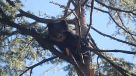 bear cub shimla zoo