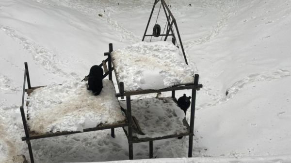 Himalayan bear cubs at Himalaya Nature Park at Kufri in Shimla