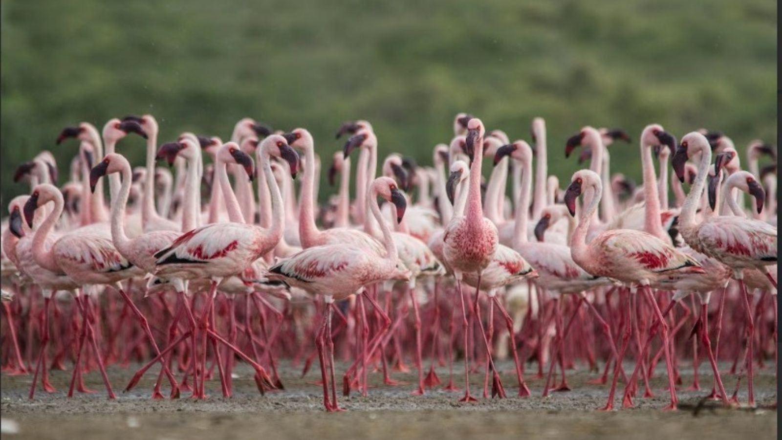 Gujarat's Chhari-Dhand and UP's Patna Bird Sanctuary Earn Prestigious Ramsar Wetland Status